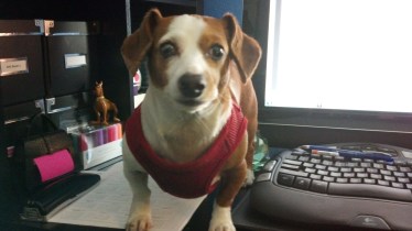 My sweet mini-doxie Charlie the helper